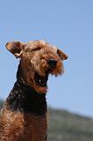 AIREDALE TERRIER 285